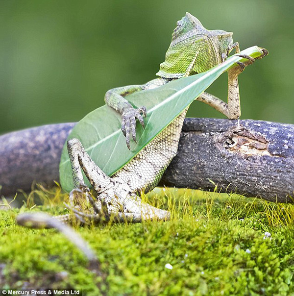 xjvf9-forest-dragon-lizard.jpg