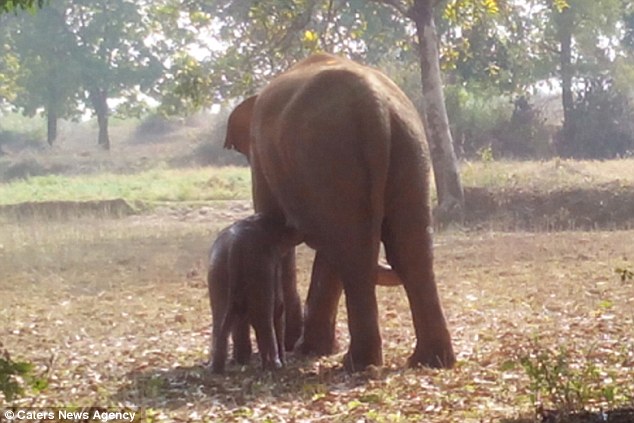 elephant 11 hours saving baby