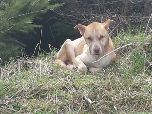 two girls rescue starving dog