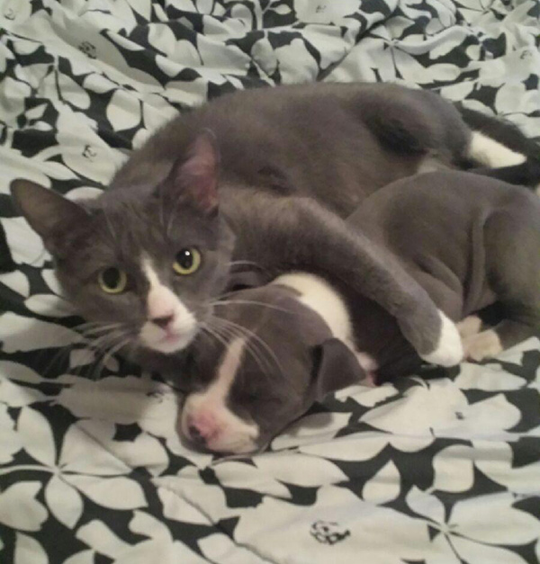 wn0sp-puppy-cat.jpg