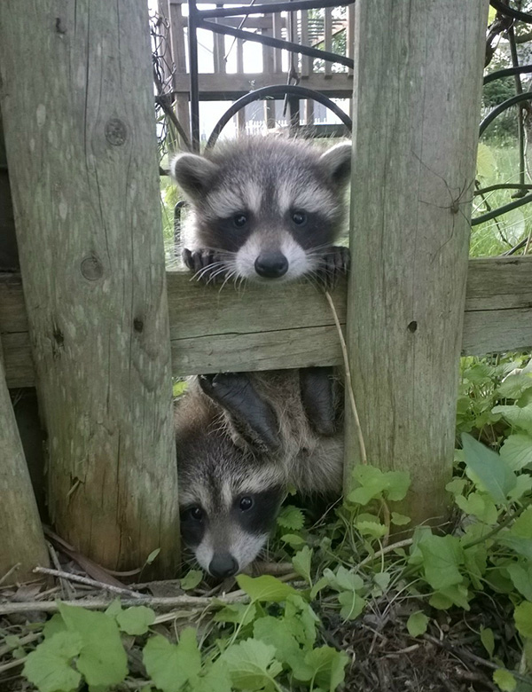 8z0ye-raccoons-say-hi-through-fence.jpg