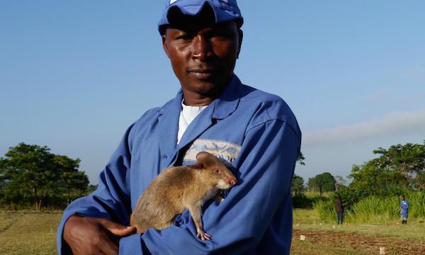 rats saving lives