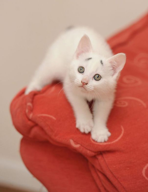 mgwtq-worried-kitten-eyebrows-4.jpg