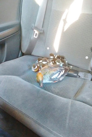 cab driver give duck family ride to safety