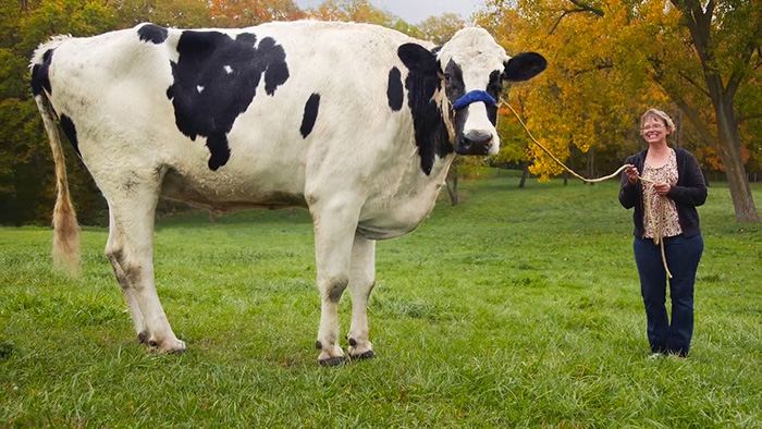 world largest cow