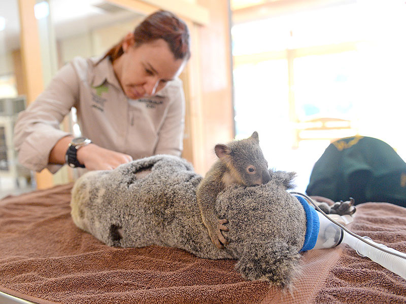 baby koala with mom surgery