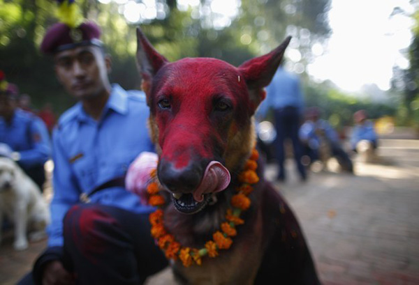 festival for dogs