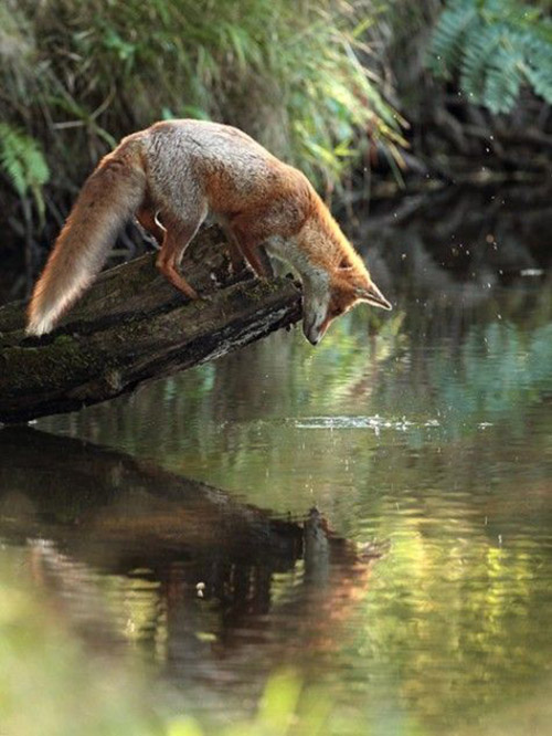265x9-fox-sees-his-reflection.jpg