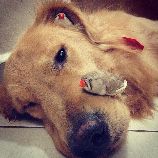 dog and birds unusual friendship