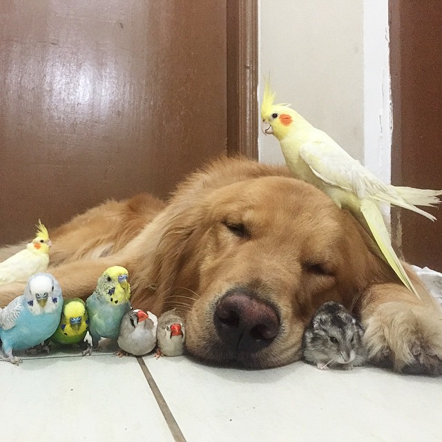 dog and birds unusual friendship