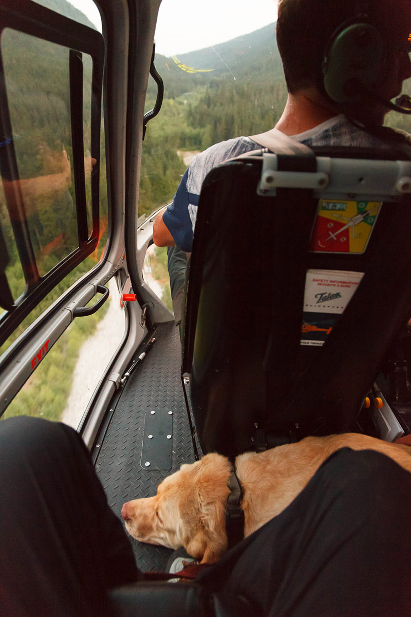dog injured hiking gets helicopter ride
