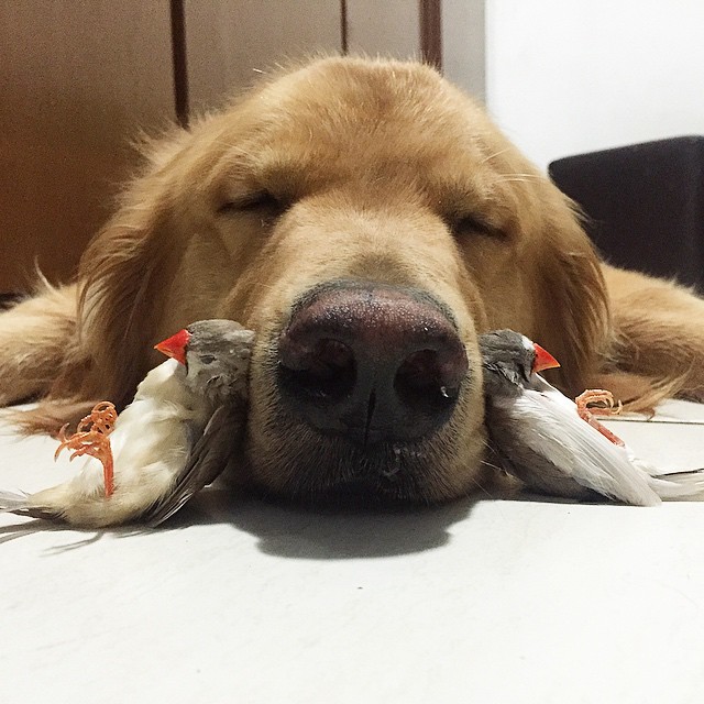 dog and birds unusual friendship