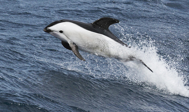 hourglass dolphin