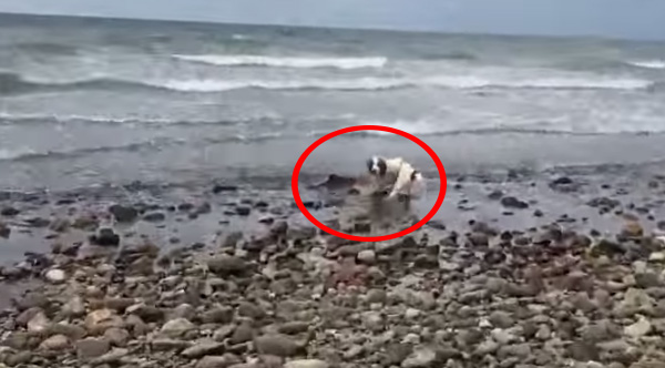 dog saves baby dolphin
