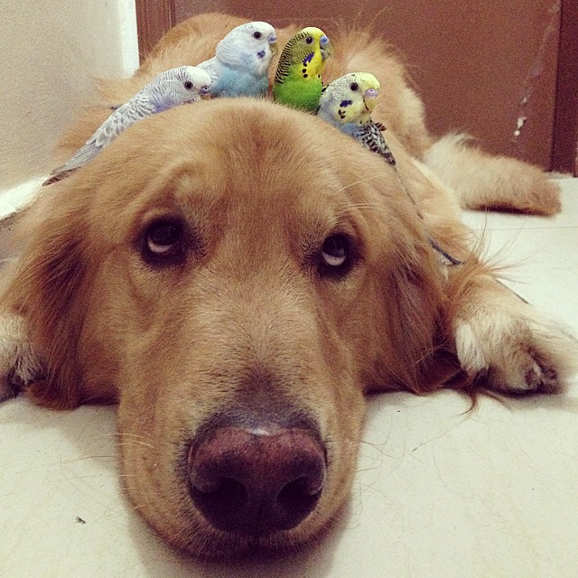 dog and birds unusual friendship