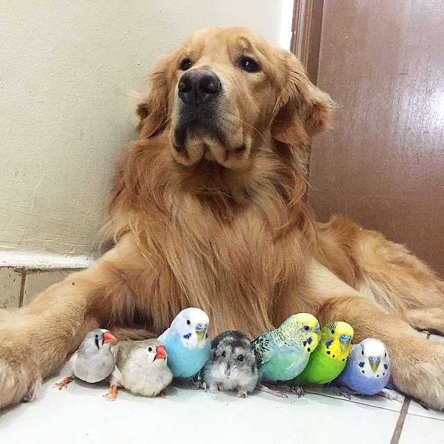 dog and birds unusual friendship