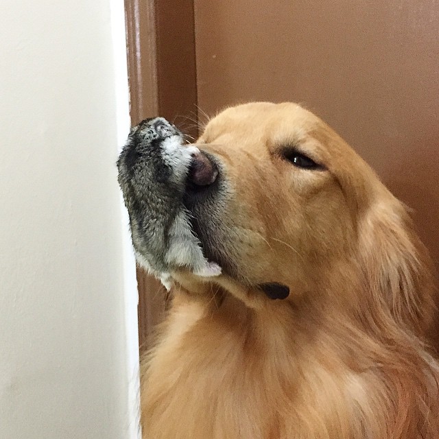 dog and birds unusual friendship