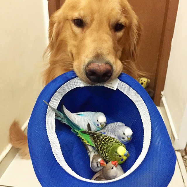 dog and birds unusual friendship