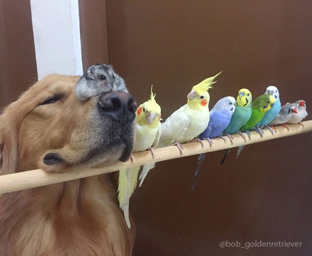 dog and birds unusual friendship