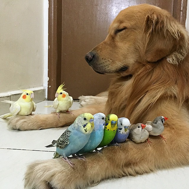 dog and birds unusual friendship