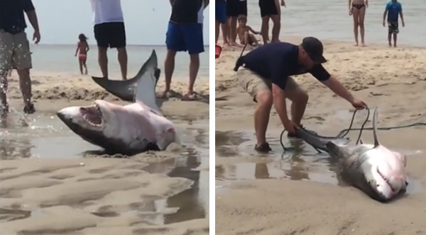 great white shark saved by beachgoers in massachusetts