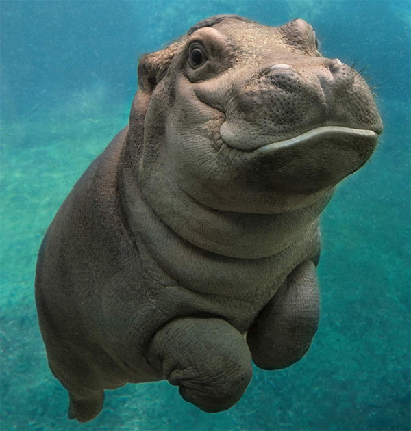 bna1q-baby-hippo.jpg