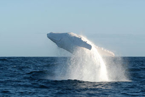 albino whale