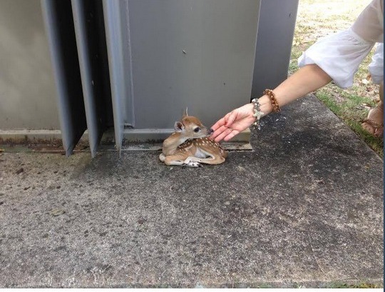 j8mci-tiny-baby-deer.jpg