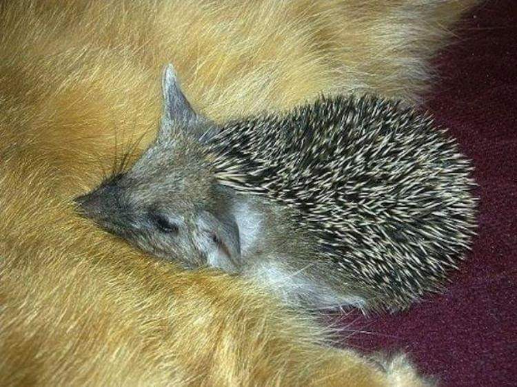 This Loving Mama Cat Adopts A Litter Of Baby Hedgehogs That Lost Their Mom