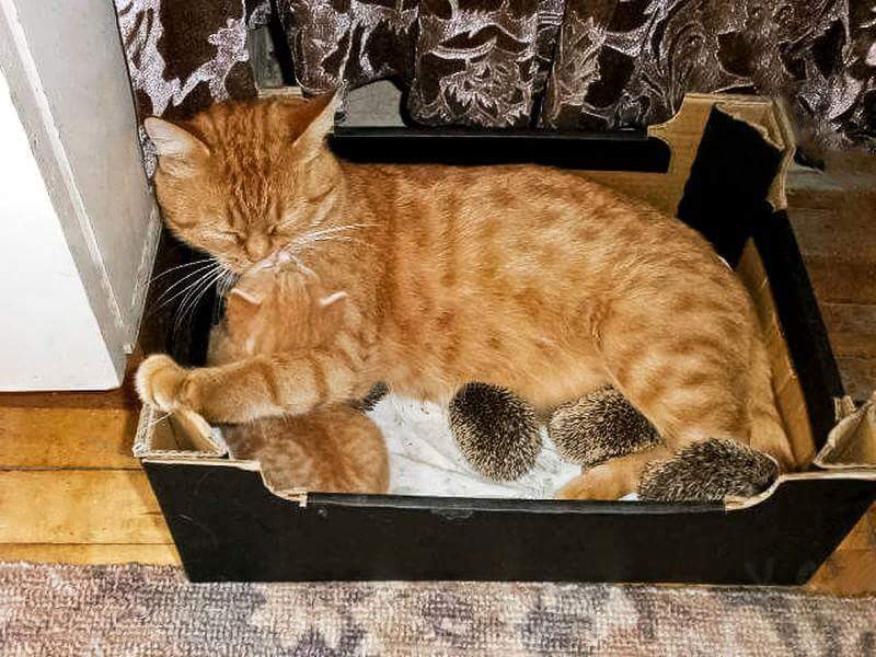 This Loving Mama Cat Adopts A Litter Of Baby Hedgehogs That Lost Their Mom