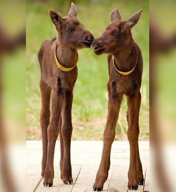 53ptl-moose-babies.jpg