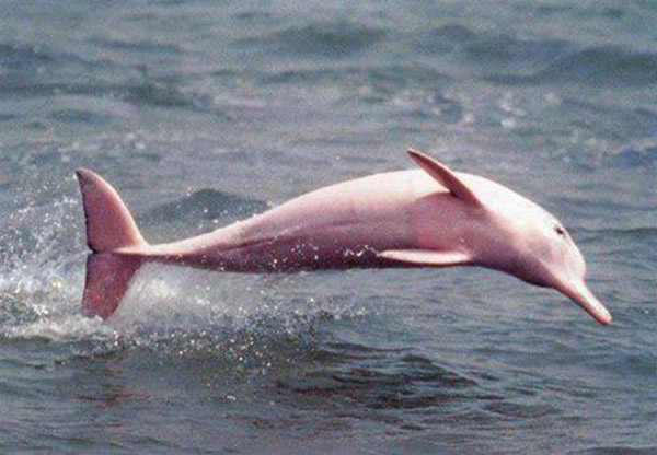 pink dolphin Louisiana