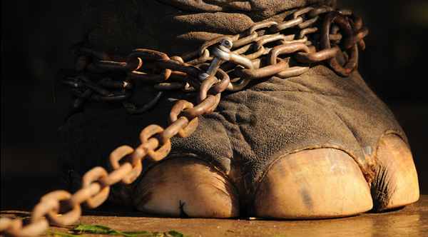wild animals banned in circus netherlands