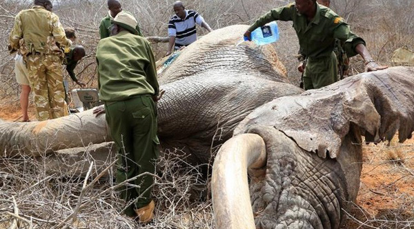 obama ends commercial sale of ivory in USA