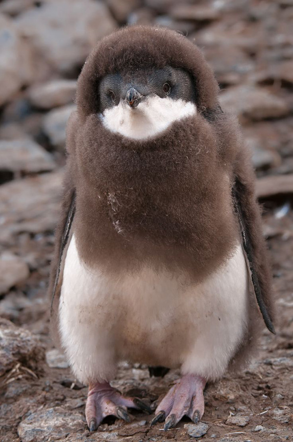 mklet-baby-penguin.jpg