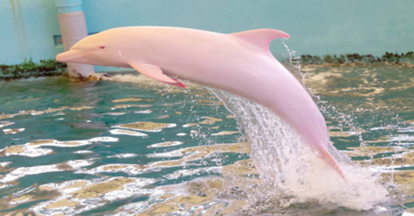 pink dolphin Louisiana