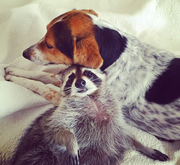 pumpkin raccoon thinks she is a dog