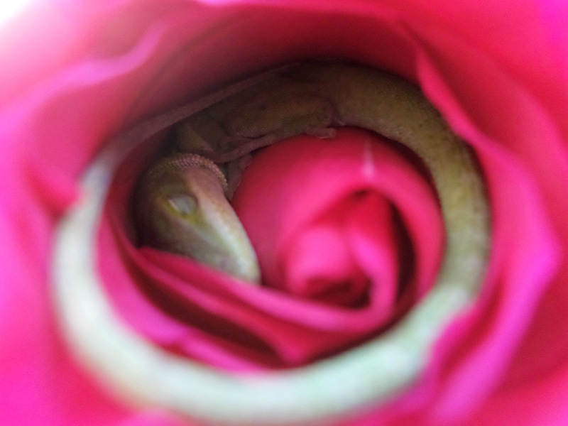 lizard napping in rose