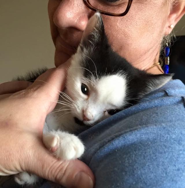 special needs kitten rescue story