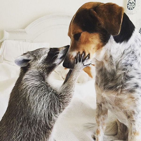 pumpkin raccoon thinks she is a dog