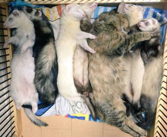 kitten adopted by ferrets