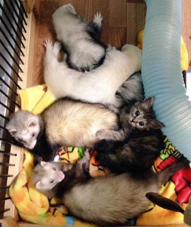 kitten adopted by ferrets