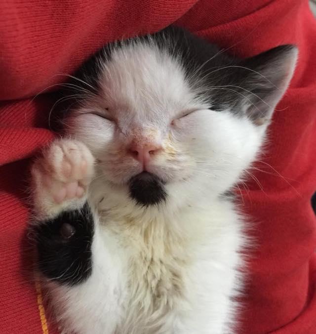 special needs kitten rescue story