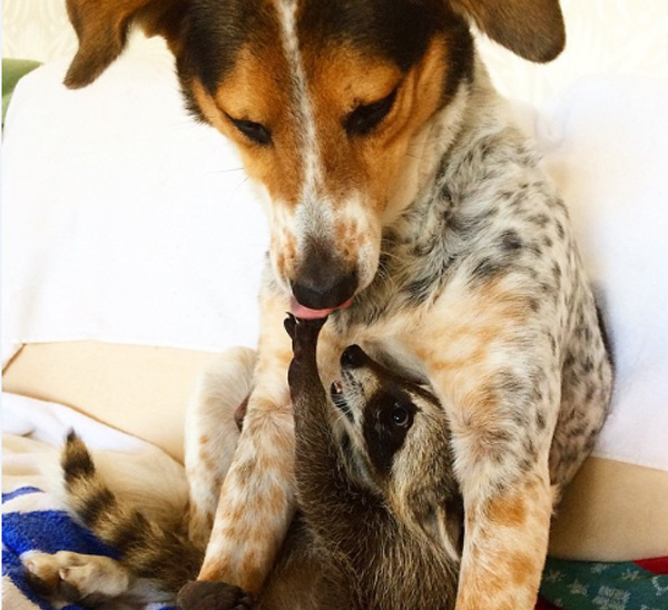 pumpkin raccoon thinks she is a dog