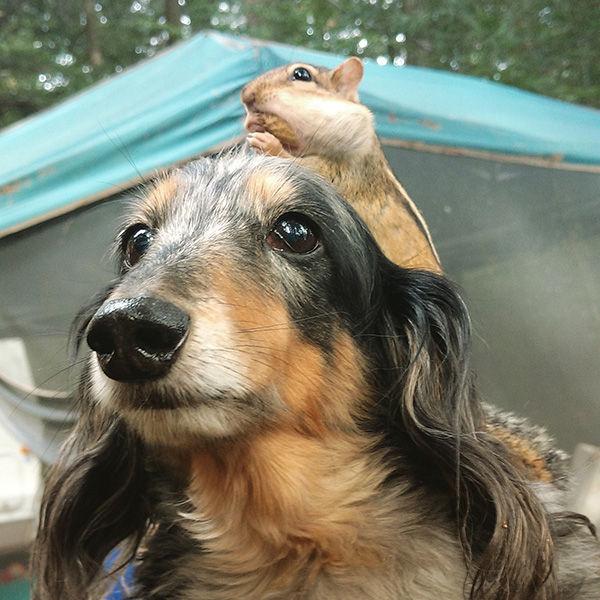 ouszx-chimunk-dog.jpg