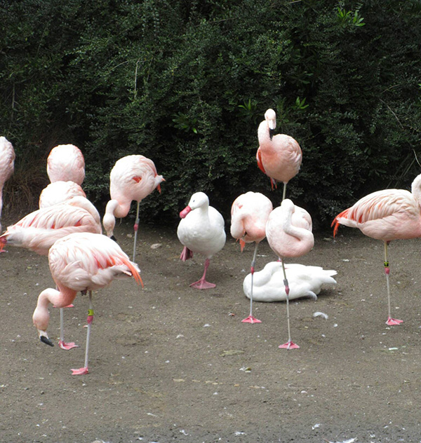 wqjsv-duck-mingo.jpg