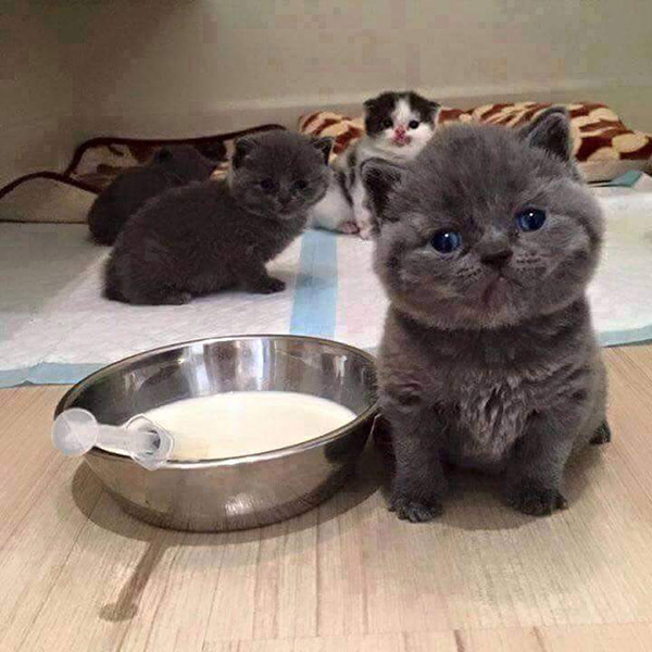 6nhi5-mawfia-kittens.jpg