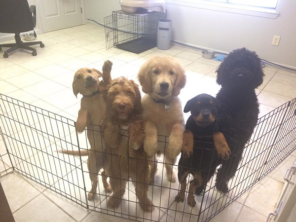 en0wl-dog-daycare.jpg