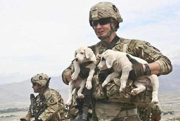 military dogs retire in US