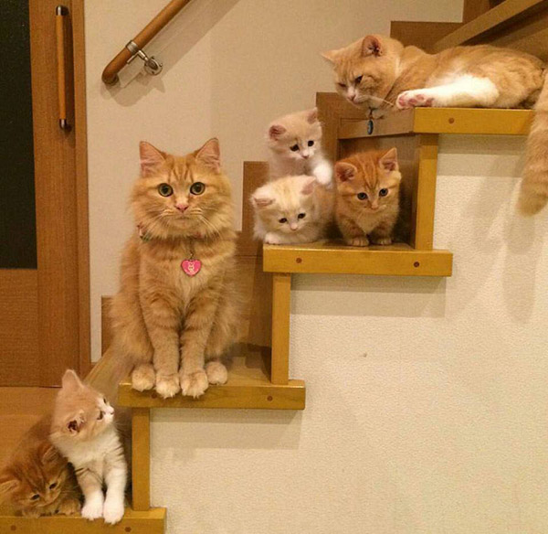 kue6p-cat-family.jpg
